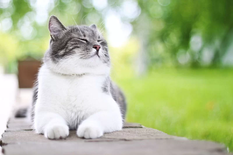 Senior cat receiving kidney disease care in Tyler, TX