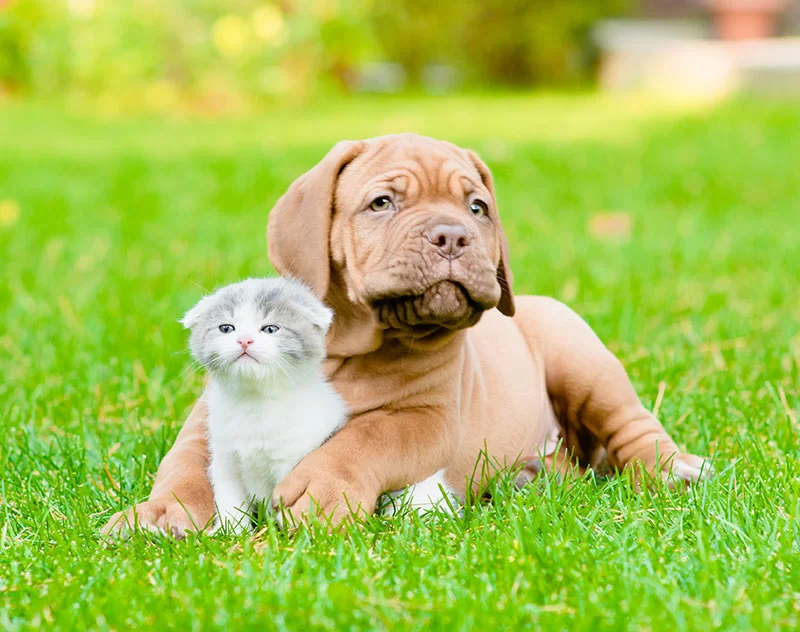 Dog and cat receiving veterinary care near Chandler, TX