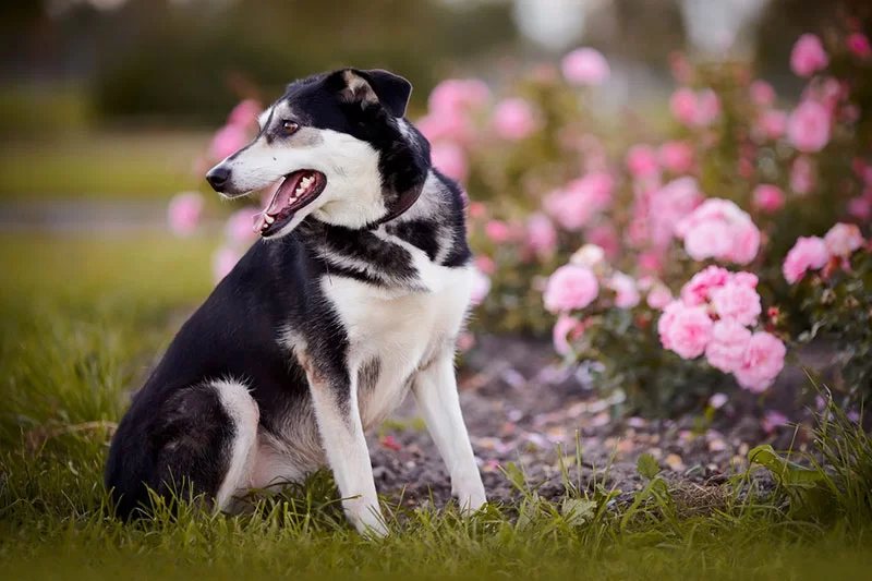 Pet microchipping in Tyler, TX