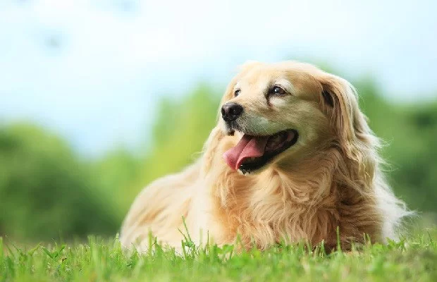 Dog with allergies treated by a veterinarian in Tyler, TX