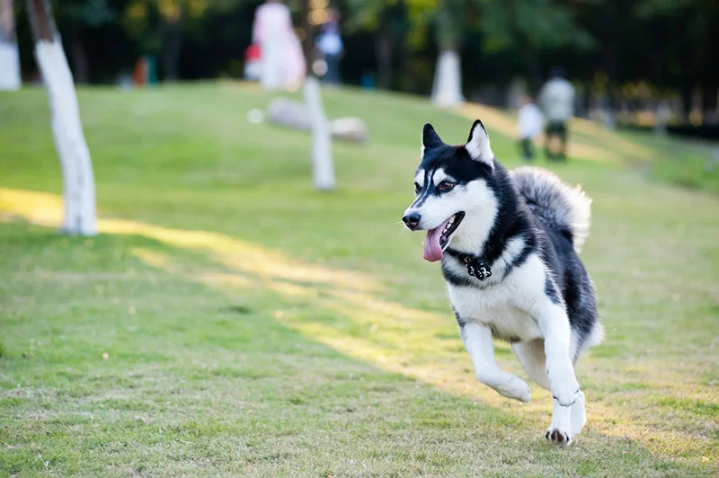 Dog being evaluated for vomiting and diarrhea in Tyler, TX