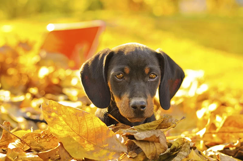 Emergency veterinary care in Tyler, TX