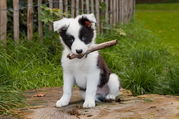 Puppy covered by pet insurance in Tyler, TX