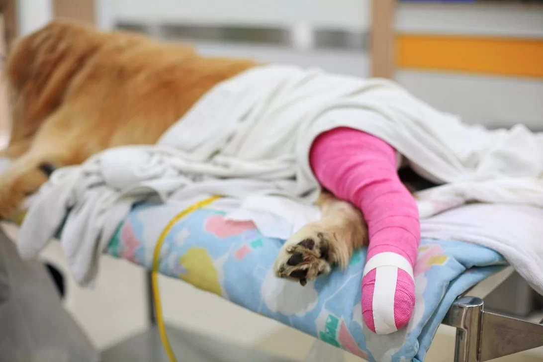 Veterinary team providing laser therapy in Tyler, TX