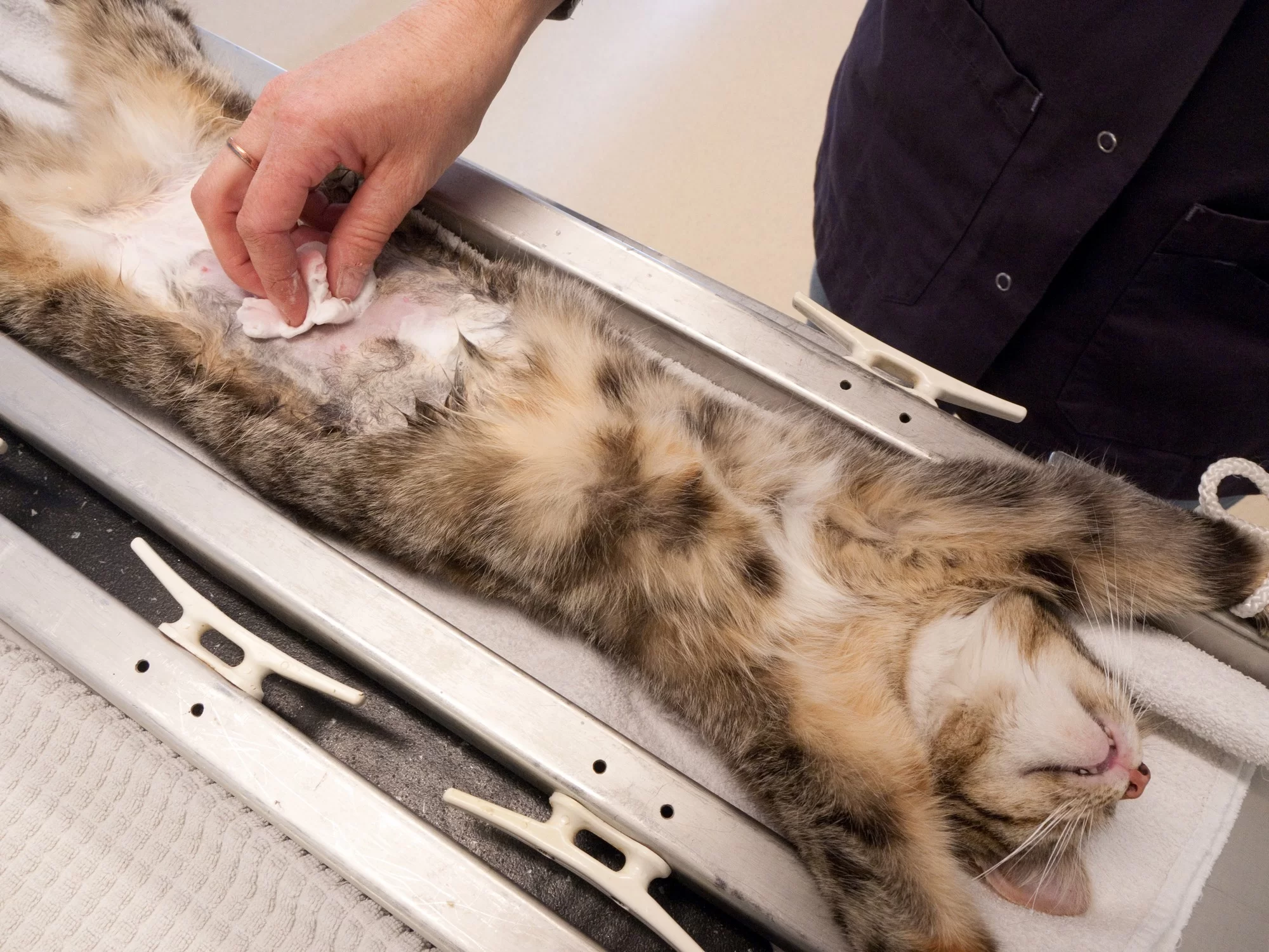 Veterinary hospitalization and intensive care in Tyler, TX