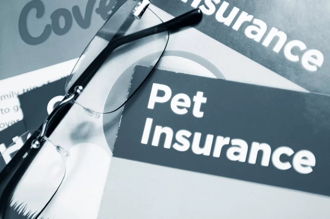 Pet owner with dog after laser therapy treatment