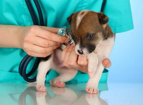 Puppy checkup and parvovirus prevention in Tyler, TX