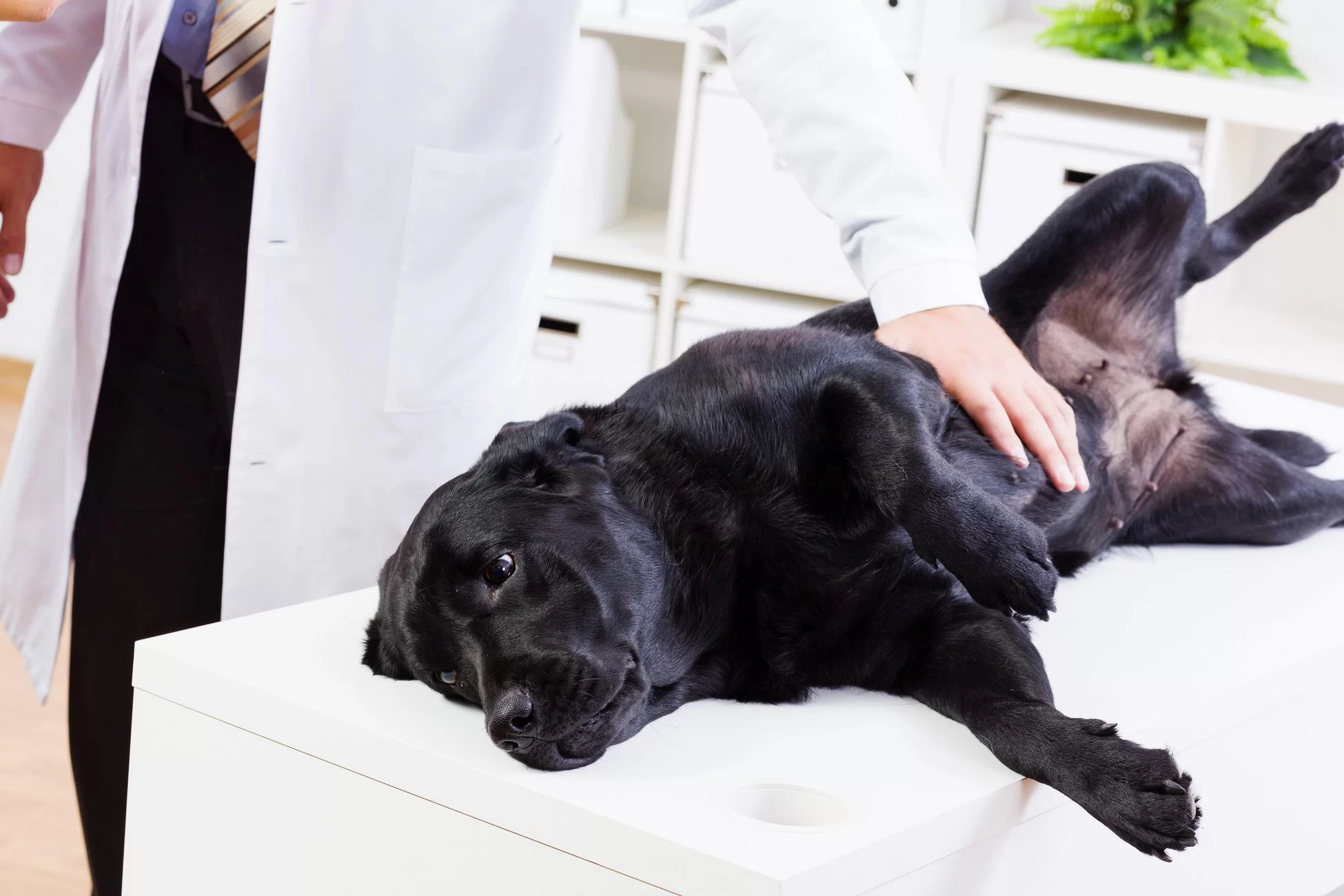 Dog wellness exam at Premier Veterinary Hospital in Tyler, TX