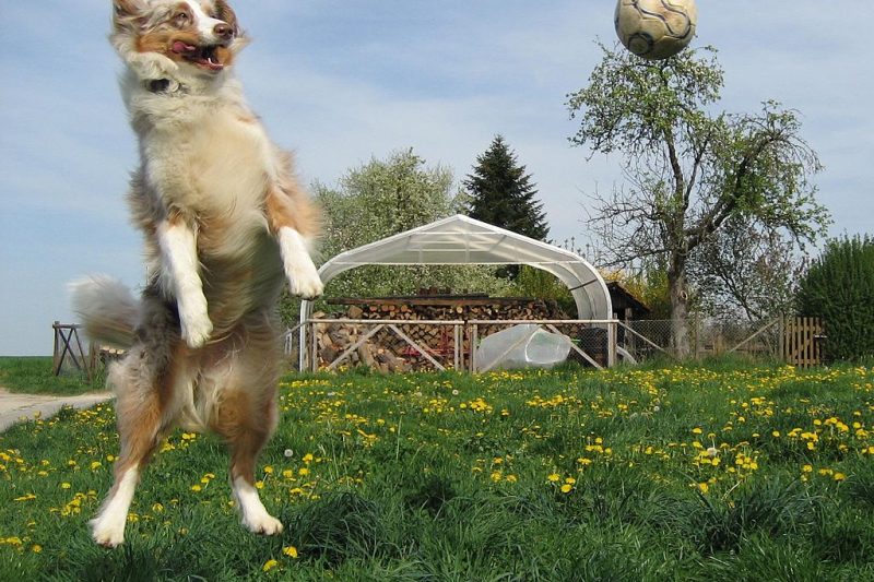 how to prevent heartworms
