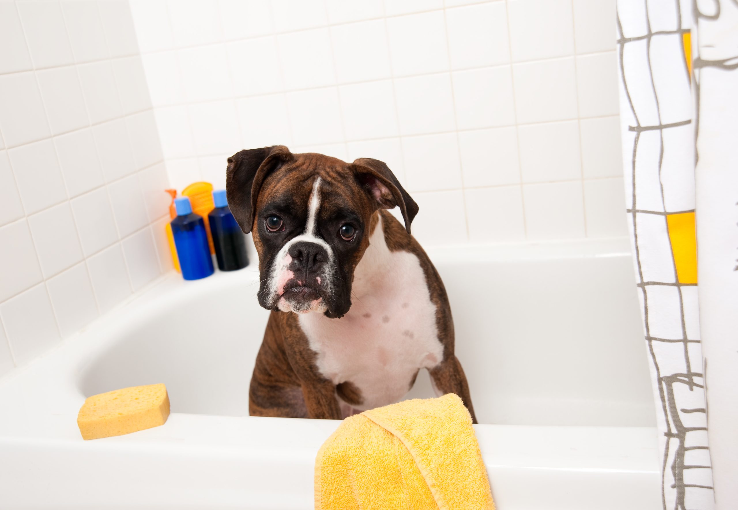 Dog grooming and bathing in Tyler, TX