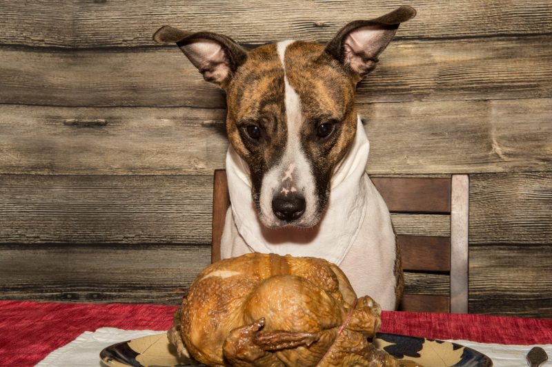 Thanksgiving Pet Safety Tips