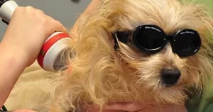 Laser Therapy for Dogs