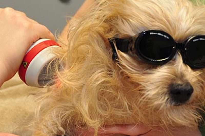 Laser Therapy for Dogs