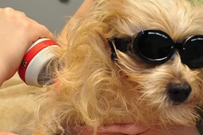 Laser Therapy for Dogs
