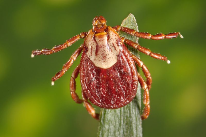 Ticks