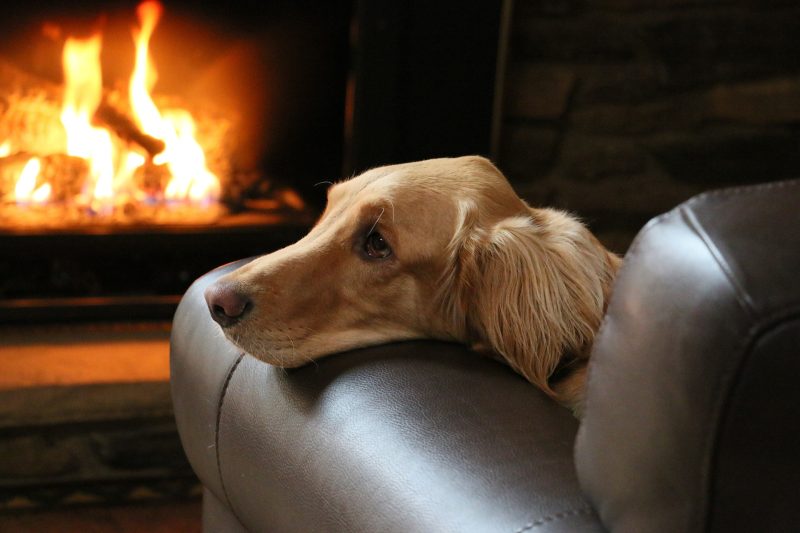 Tips to Keep Your Pet Safe This Winter