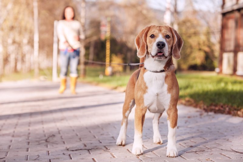 4 Benefits of Walking Your Dog