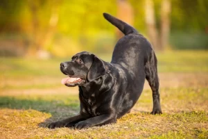 Teach an Old Dog New Tricks