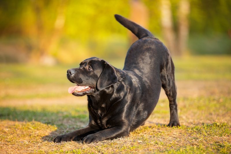 Teach an Old Dog New Tricks