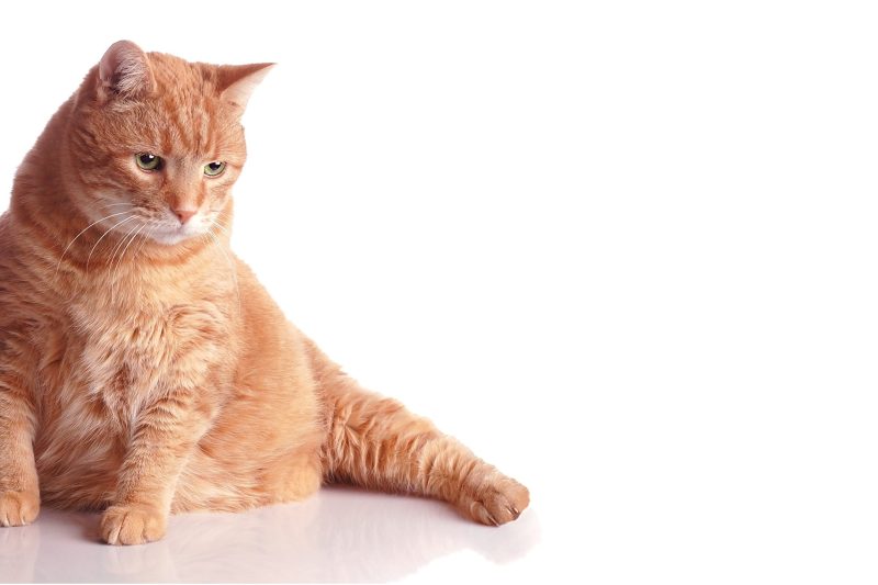 5 Signs Your Cat Has Diabetes