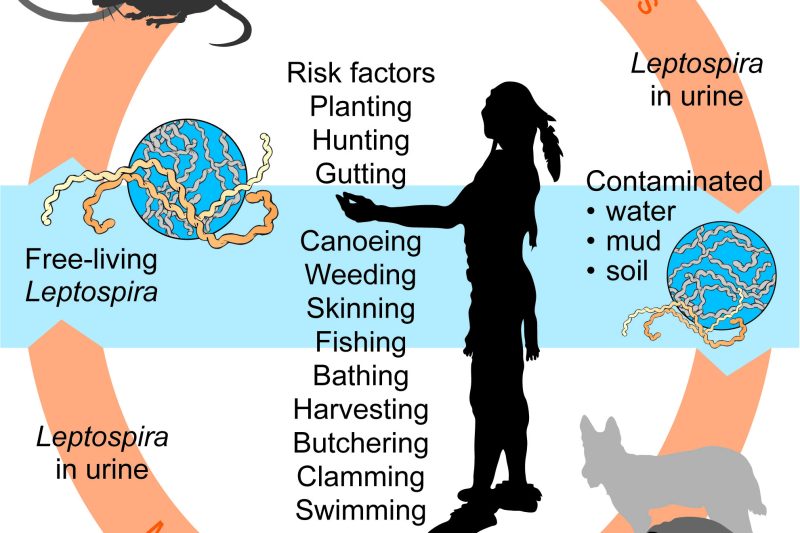 Leptospirosis