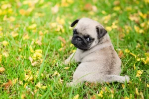 Giardia in Dogs