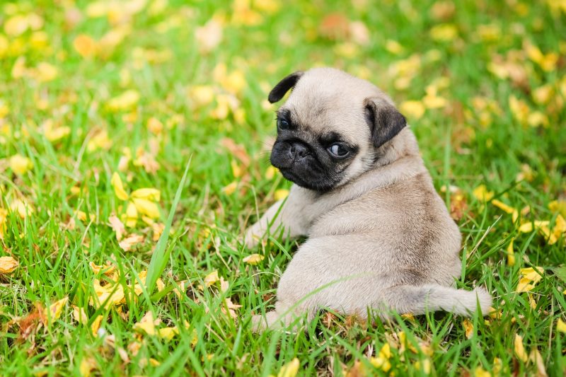 Giardia in Dogs