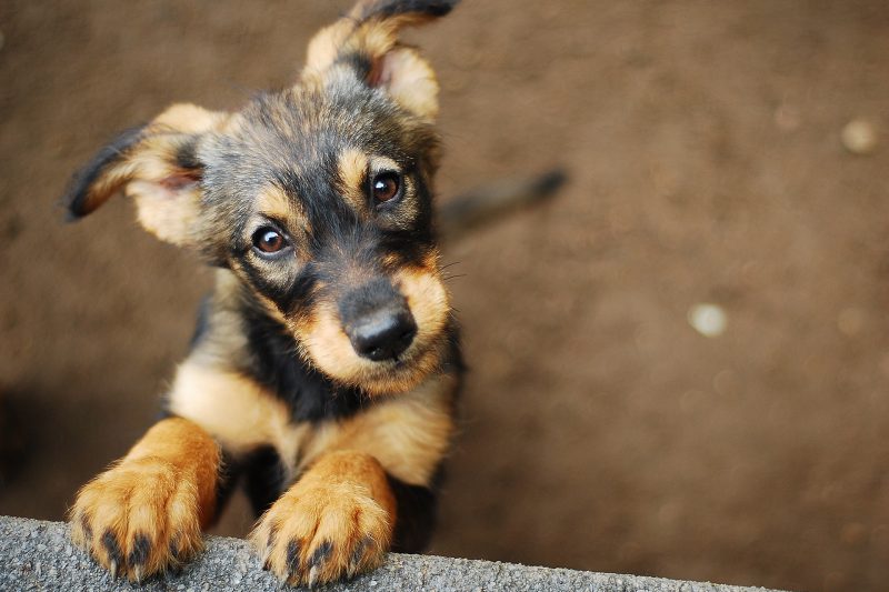 How To Clip a Dog’s Toenails