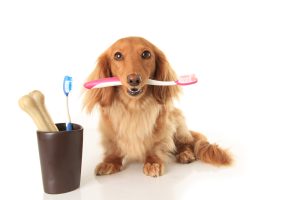 Doggie Dental Care