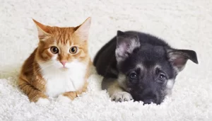 Introducing a New Cat into the Household