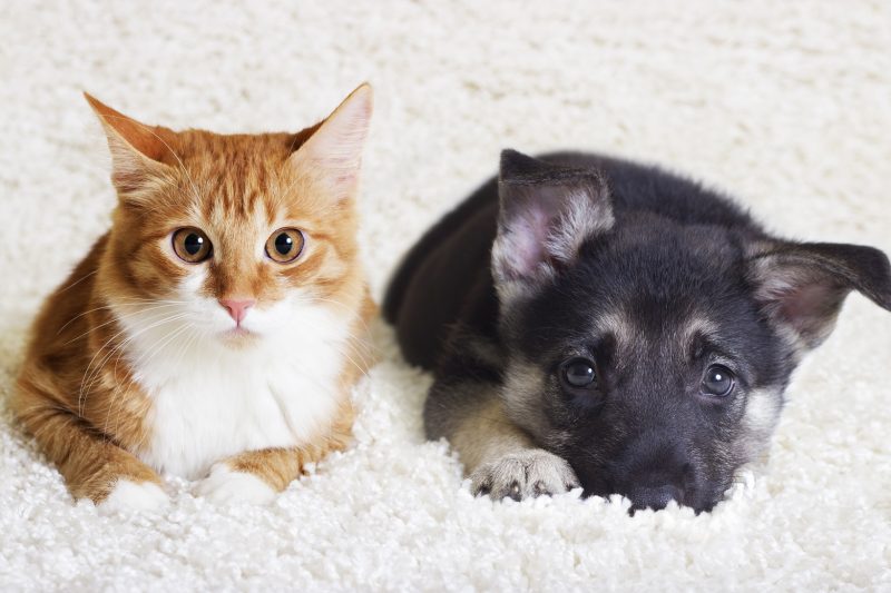 Introducing a New Cat into the Household
