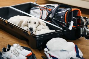 How to Travel with Your Pets