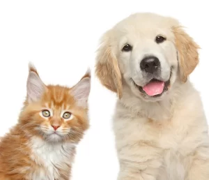 Canine and Feline Toxicity