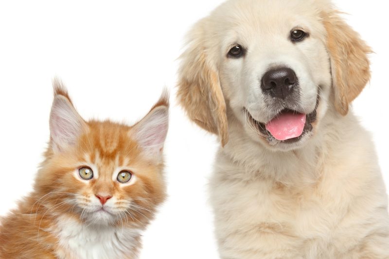 Canine and Feline Toxicity