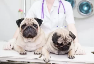 Brachycephalic Breeds and Their Health