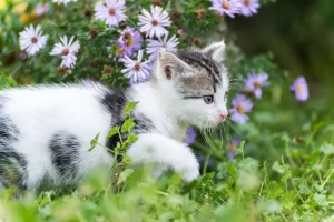 How to Keep Cats Safe Outdoors