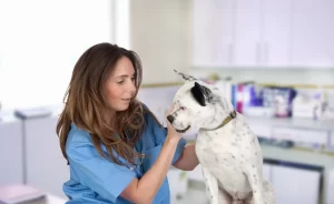 Hematoma of the Ear in Cats and Dogs