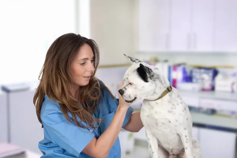 Hematoma of the Ear in Cats and Dogs