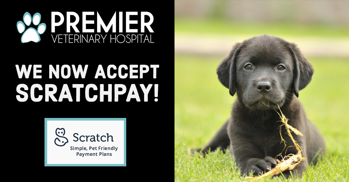 Veterinarian in Tyler, TX Premier Veterinary Hospital