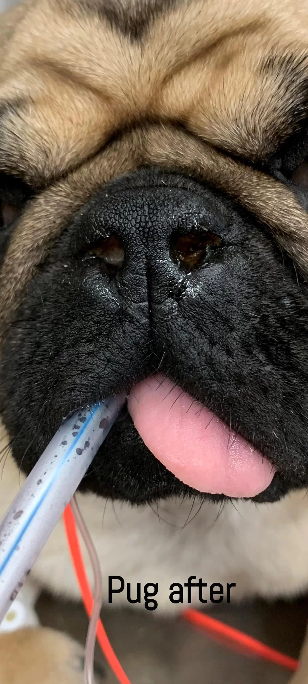 Pug after stenotic nares surgery at Premier Veterinary Hospital