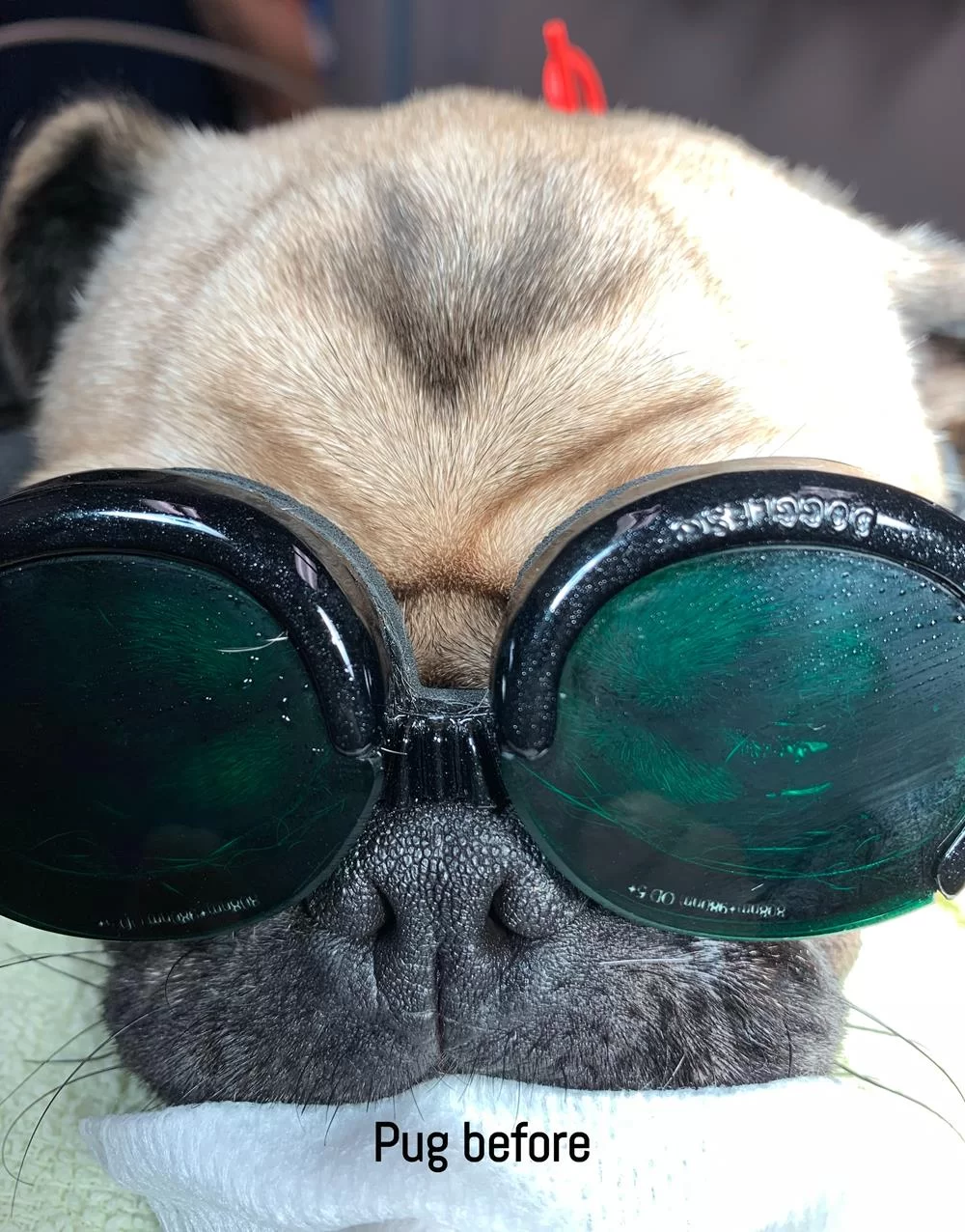 Pug with stenotic nares before brachycephalic airway surgery in Tyler, TX