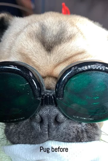 Pug before stenotic nares surgery