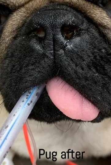Pug after stenotic nares surgery in Tyler, TX