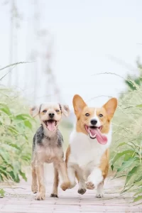 Keeping Your Pet Cool During Summer
