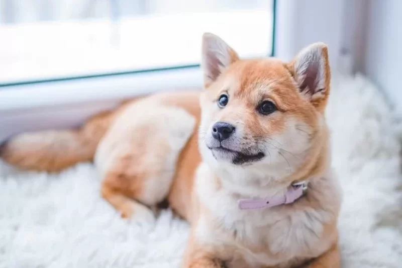 Reasons to Consider Spaying or Neutering Your Pet