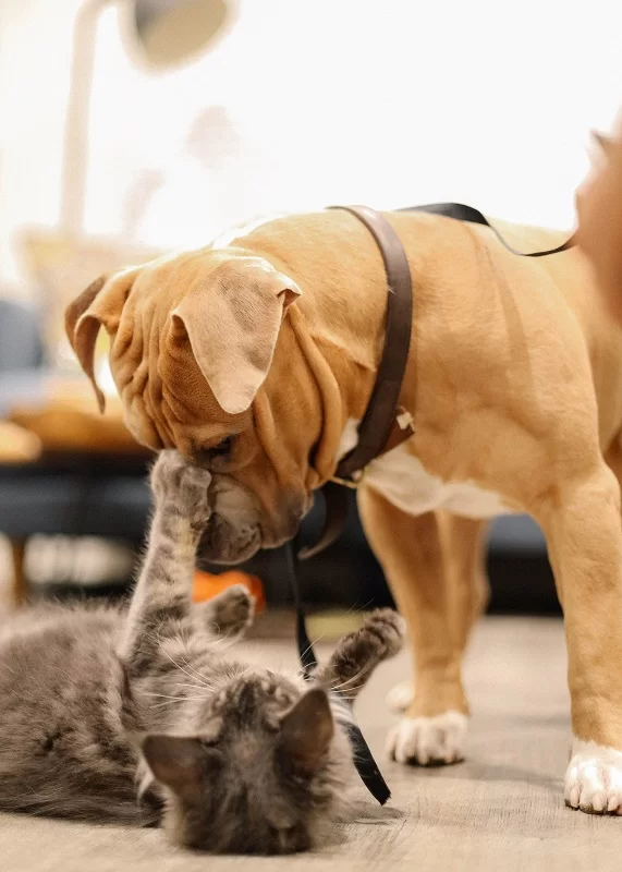 Brushing Your Pet’s Teeth