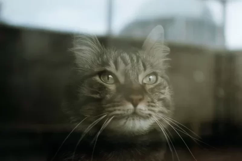 DNA Testing for Your Pet