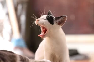 5 Signs Your Pet Has Asthma