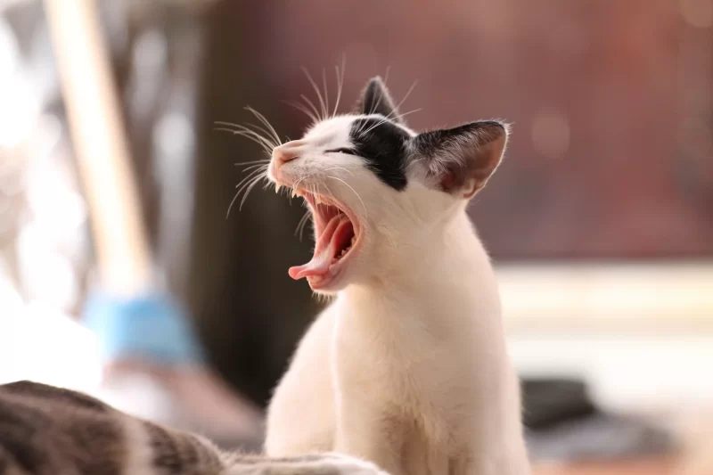 5 Signs Your Pet Has Asthma