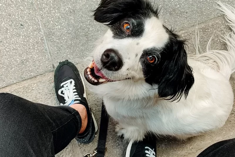Why Adopting A Pet Is Beneficial